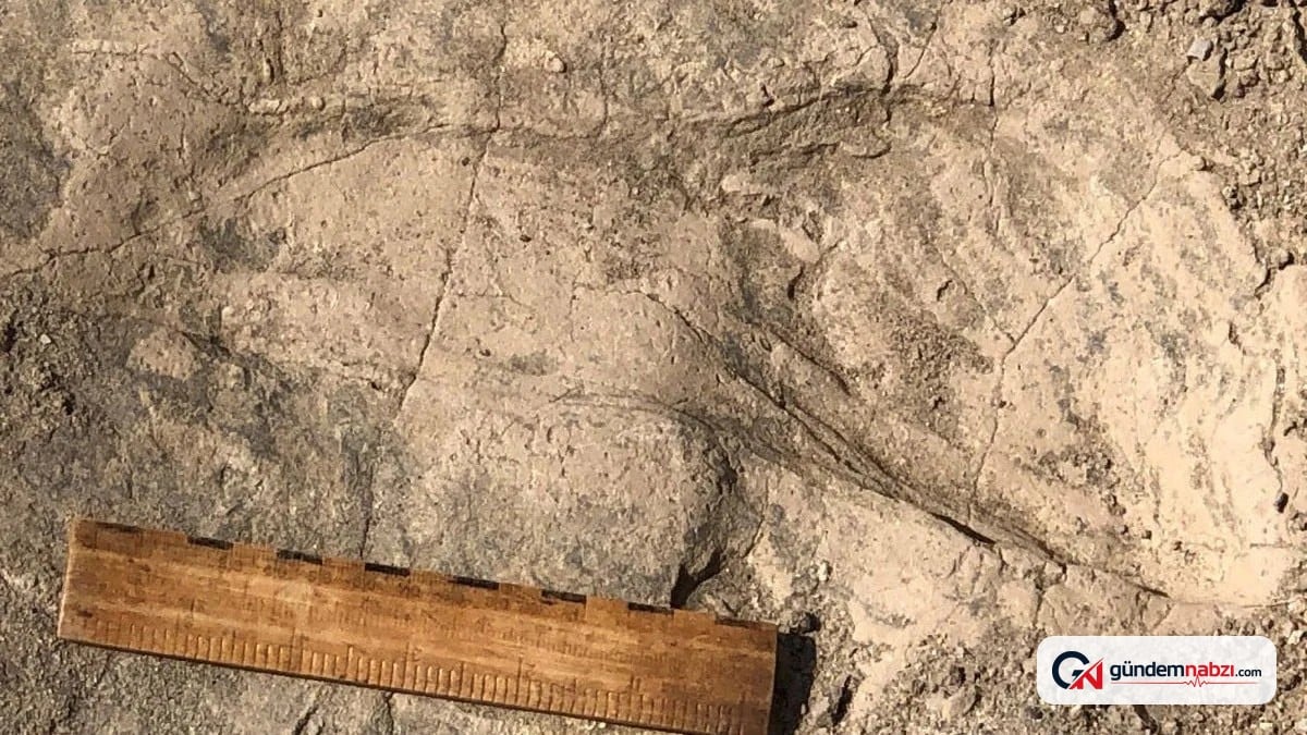 1,4 milyon yıllık insan akrabası bulundu: Beklenenden büyük