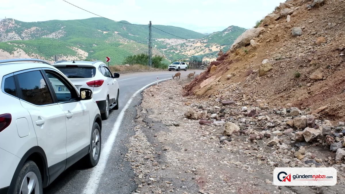 Tunceli'de yola inen dağ keçileri