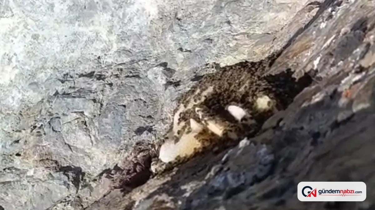 Elazığ'da kayalıklarda doğal kaya balı bulundu