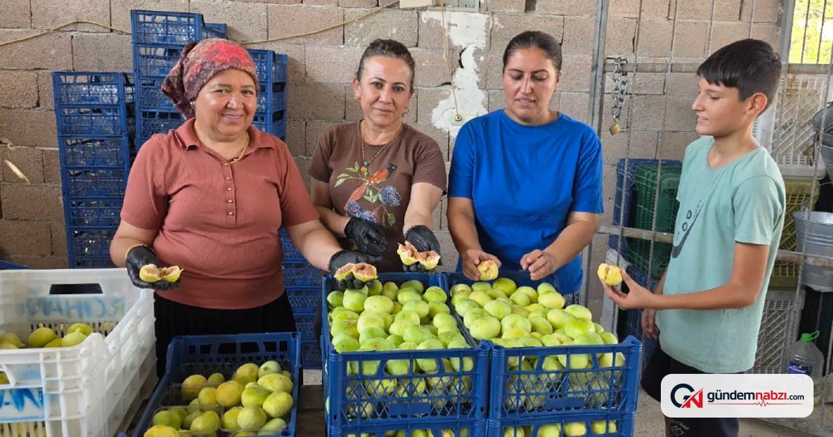Güneş doğmadan zorlu mesai başladı, kuru incir üretimi artıyor