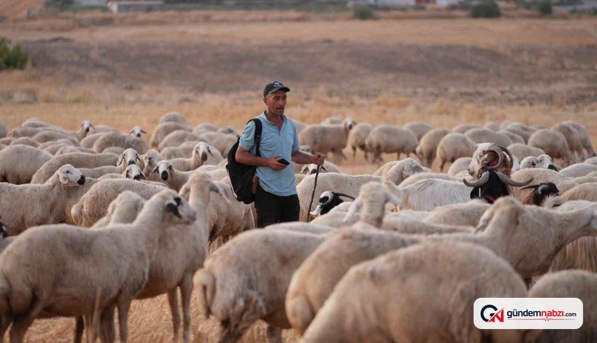 Kırıkkale'de çobanlı hırsızlık planı ortaya çıkarıldı