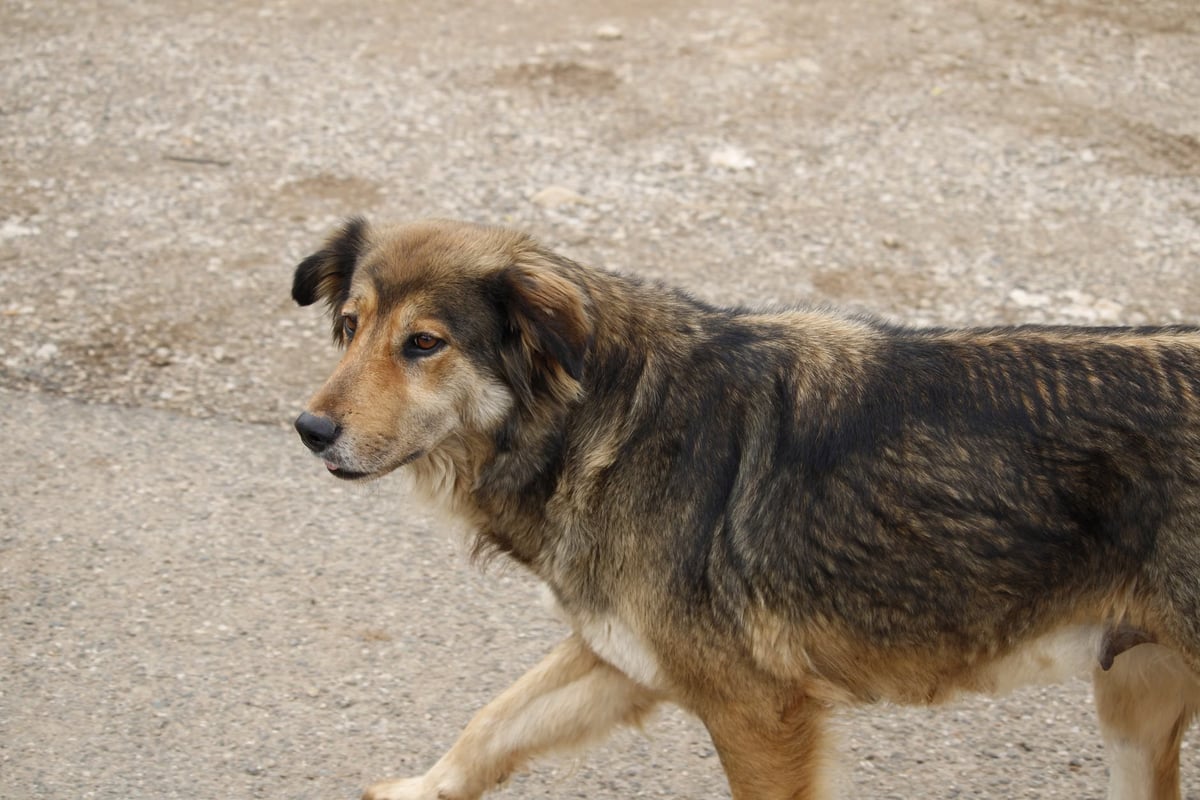 Aydın'da yangında evi zarar gören kadının kayıp köpeği aranıyor