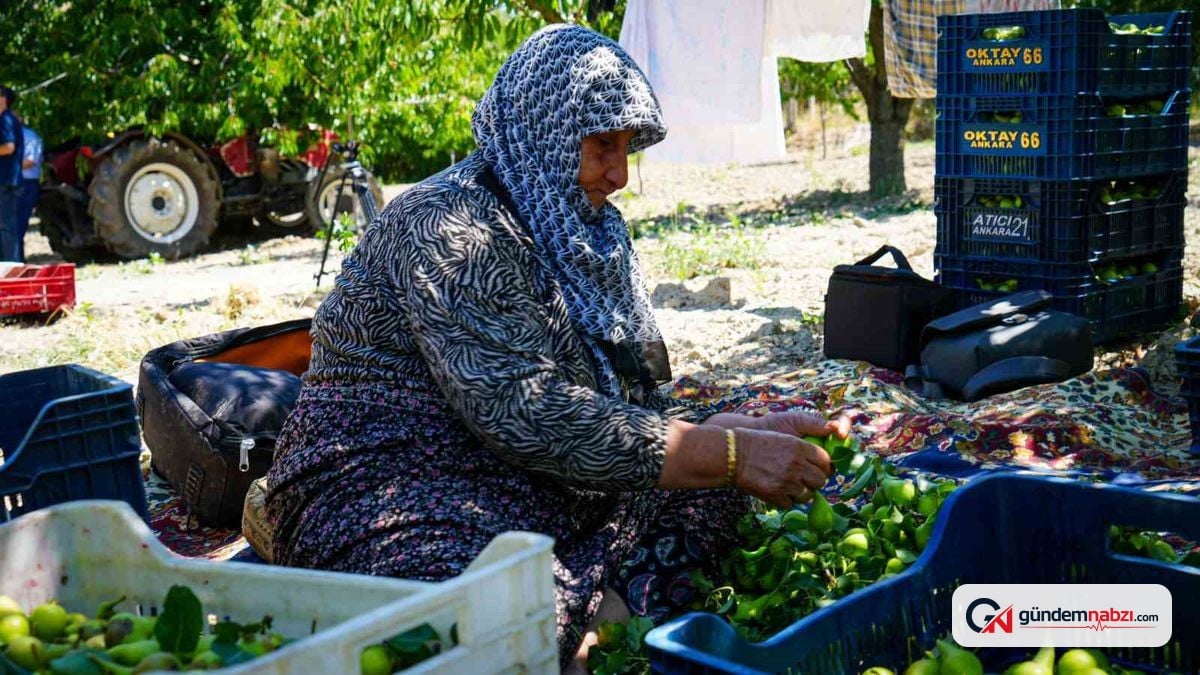Ankara'da yaz armudu hasadı başladı