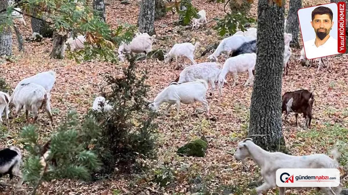 Orman yangınlarına karşı kıl keçisi önerisi
