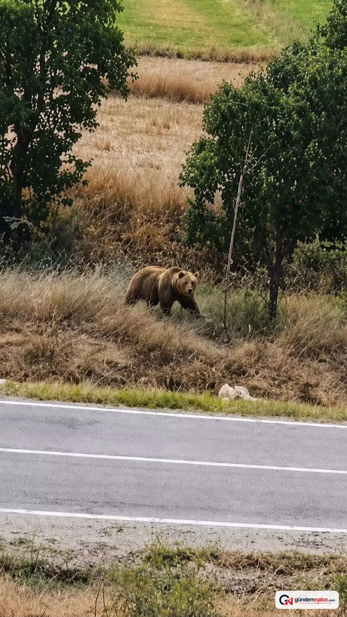 Subaşı beldesinde bozayı görüldü