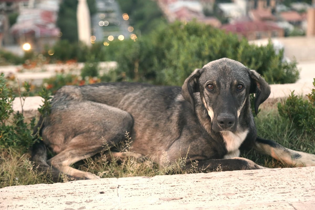 İzmir'de köpeklere ateş açan şüpheli gözaltına alındı
