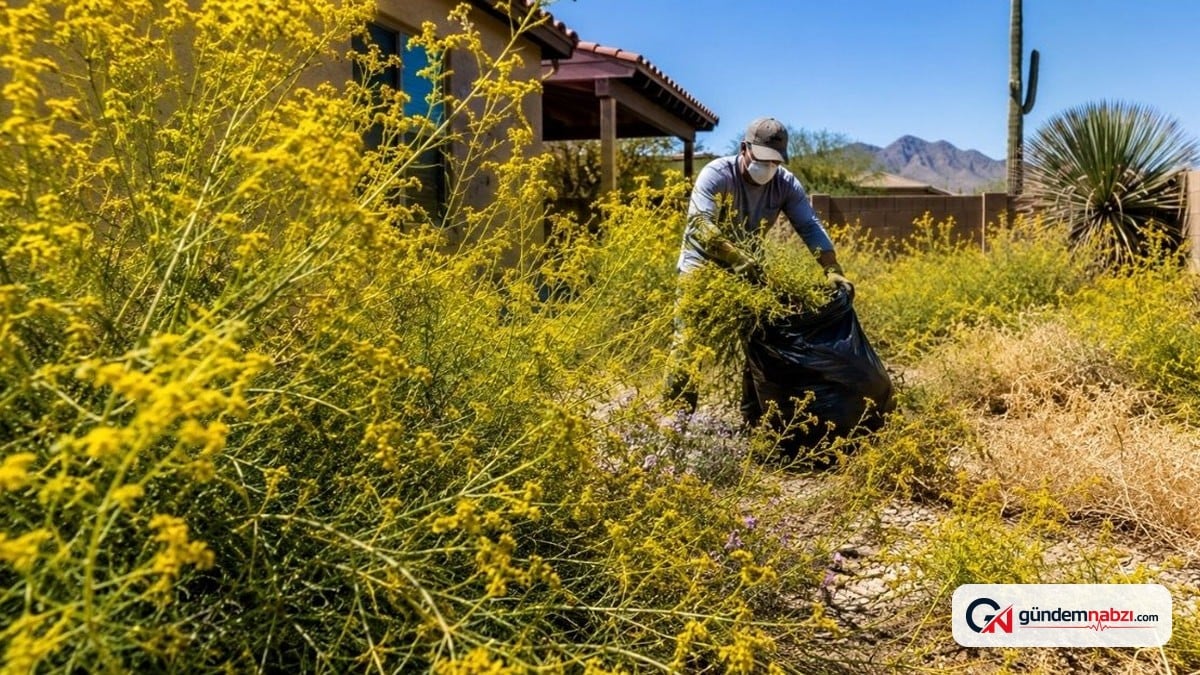 Arizona'da istilacı bitki türü yangın riskini artırıyor