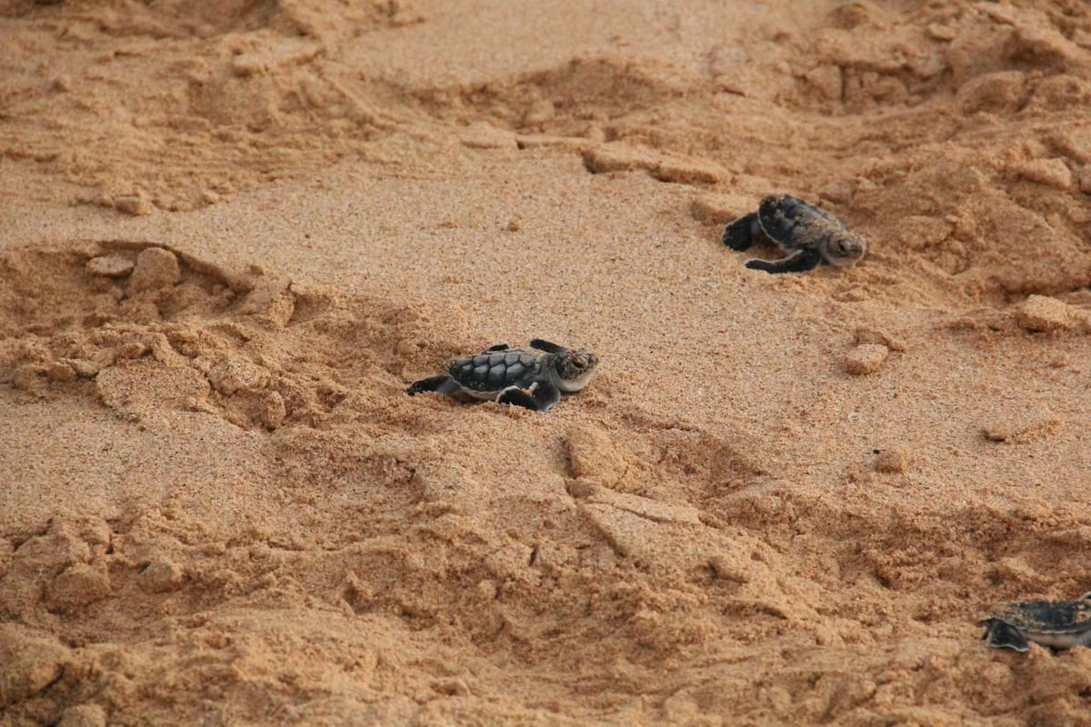 Ateş yasak ama dinleyen yok: Caretta yavrusu yandı