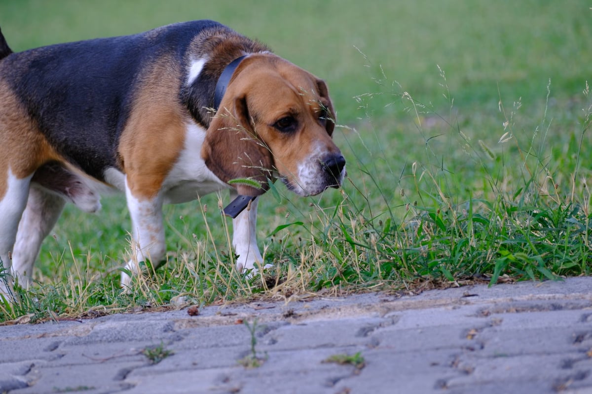 Bilim insanları Crispr yöntemiyle alerji yapmayan köpek üretti