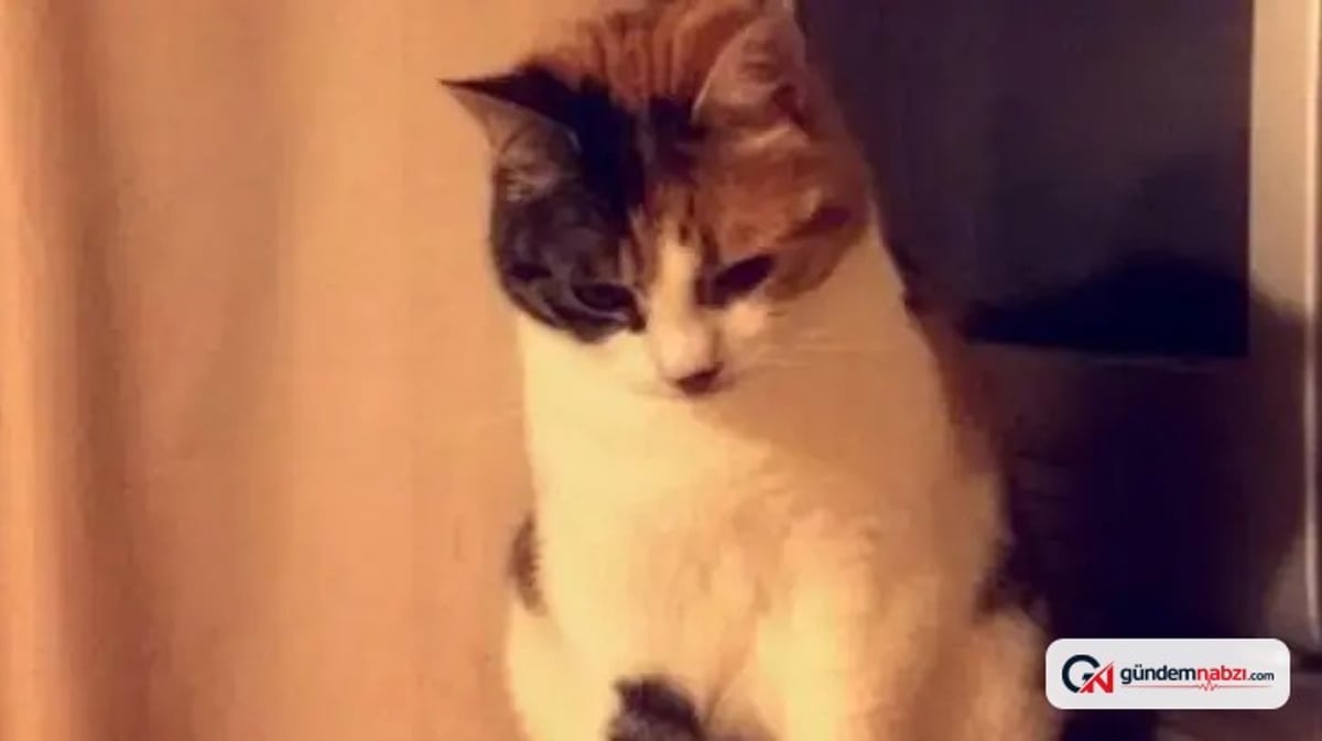 Kayıp kedi Charlie, 10 yıl sonra sahibine kavuştu