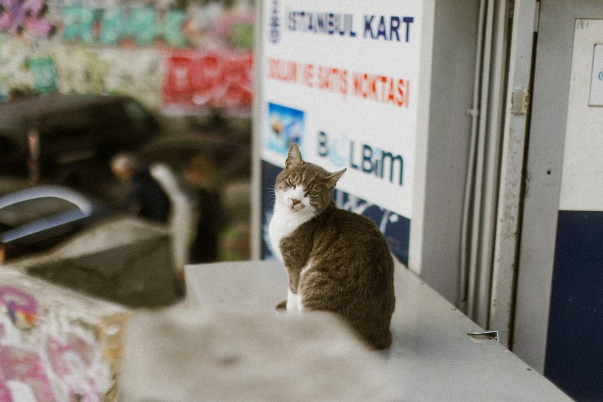 İstanbul'da kedi kavgası şüphelisi hastaneye yatırıldı