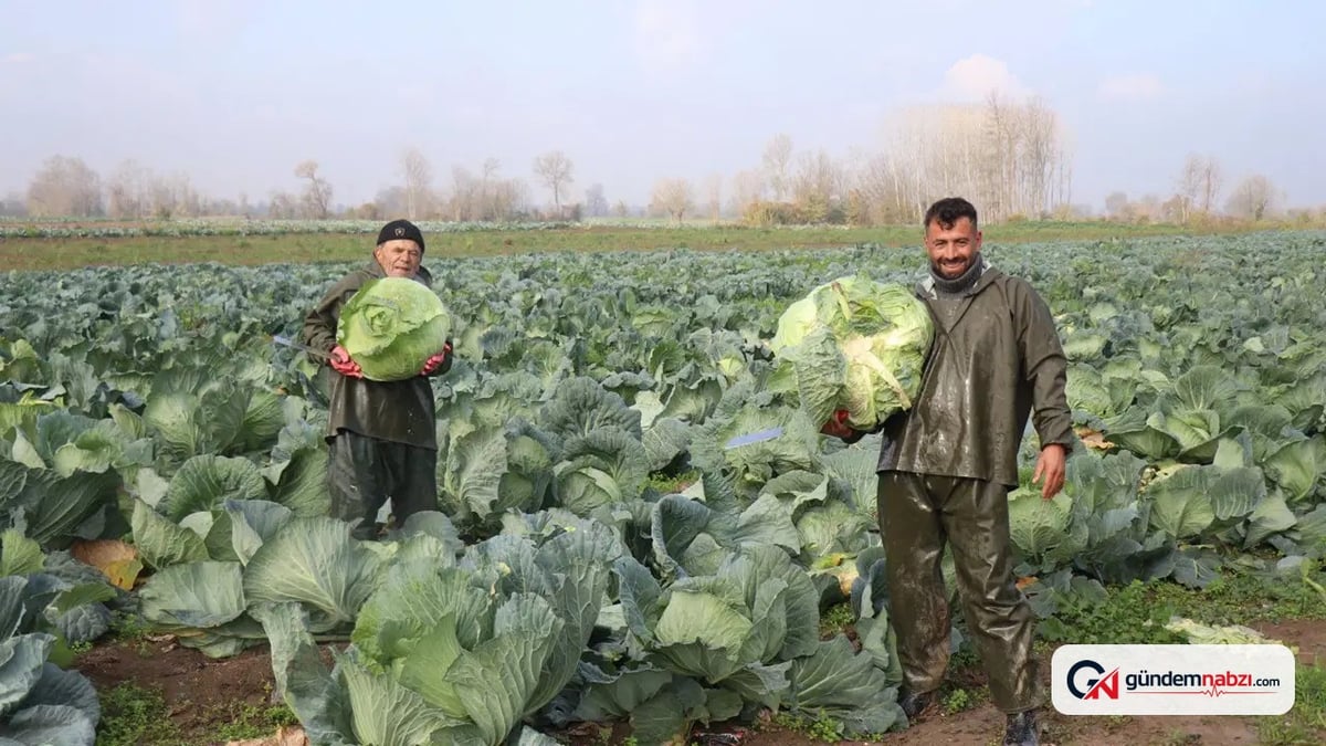 Kaynarca köyünde lahana hasadı başladı: 300 bin ton beyaz altın!