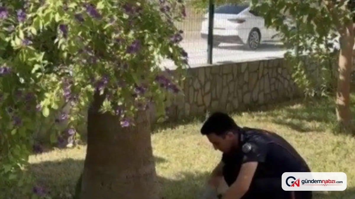 Osmaniye'de havalandırma boşluğuna düşen 3 yavru kedi kurtarıldı