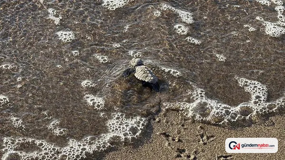 Muğla Bodrum'da 62 yavru caretta denizle buluştu