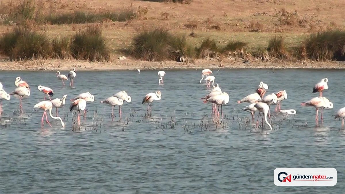 Enez'te flamingolar sulak alanlarda renkli manzaralar sunuyor