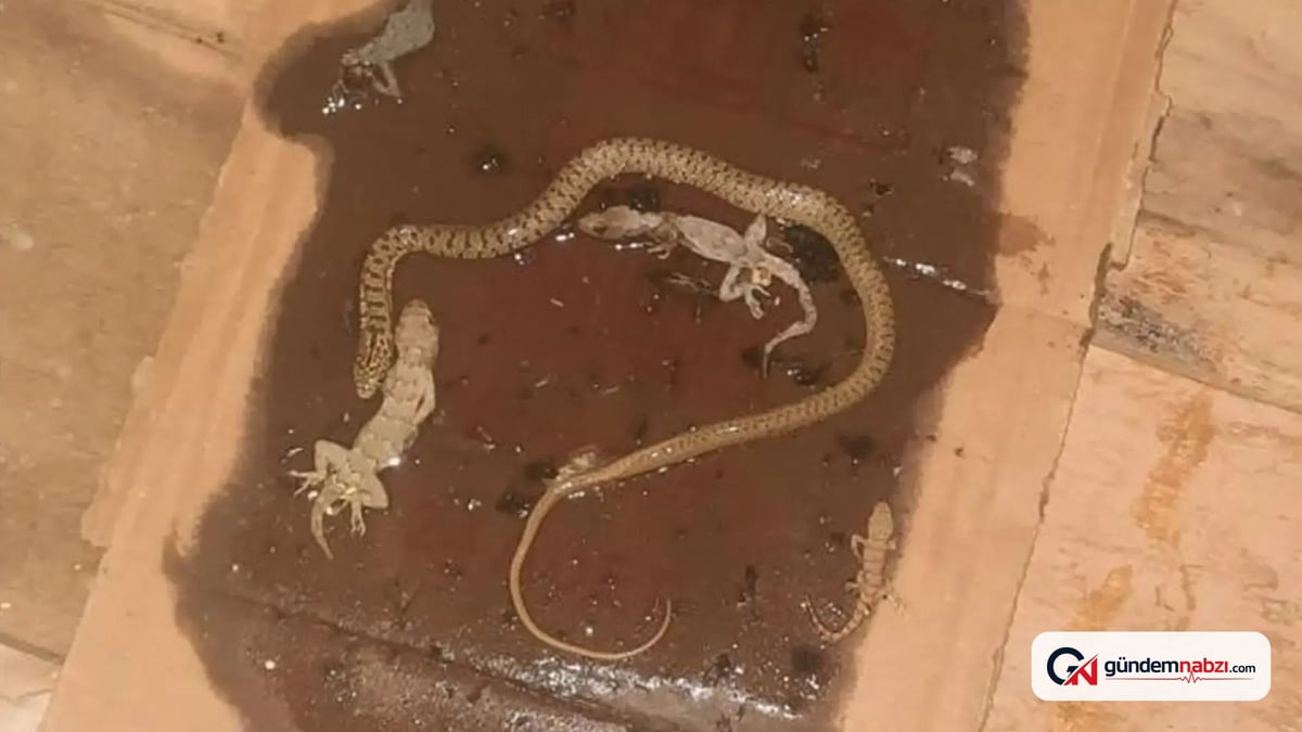 Yılan ve kertenkele tuzağa yapıştı, ev sahibi şaşkına döndü