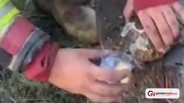 Alevlerin ortasında kalan kaplumbağaya itfaiyecilerden su
