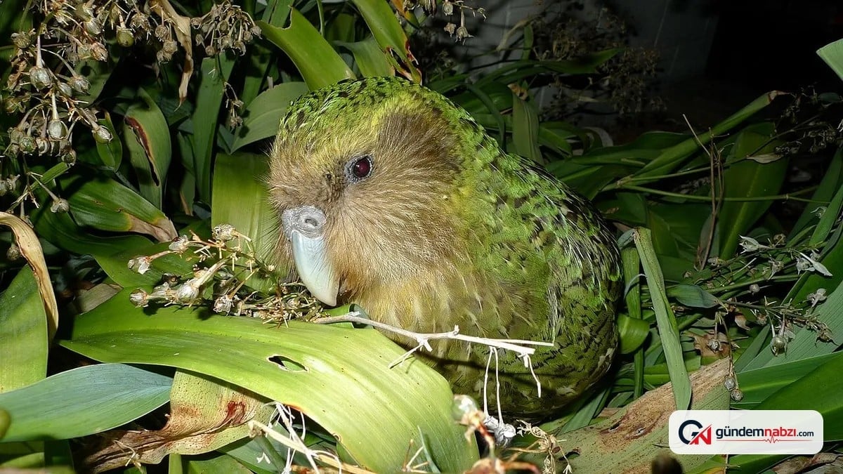 Kākāpō papağanlarının sayısı 325'e çıktı