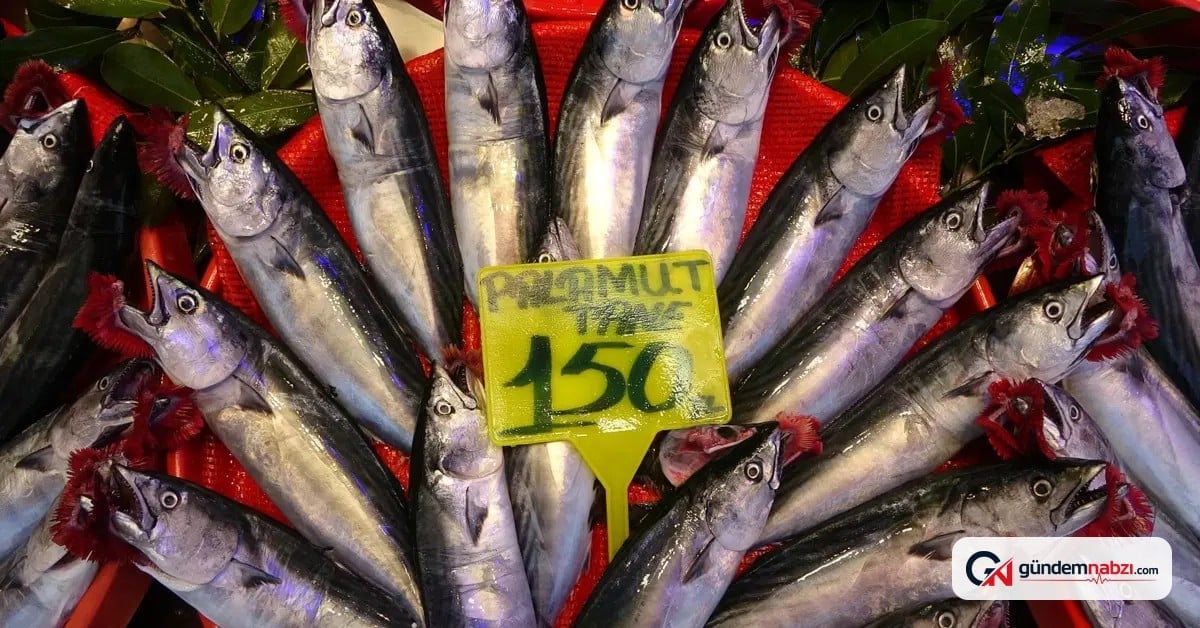 Palamut sezonu başladı, tezgah fiyatı 200 TL