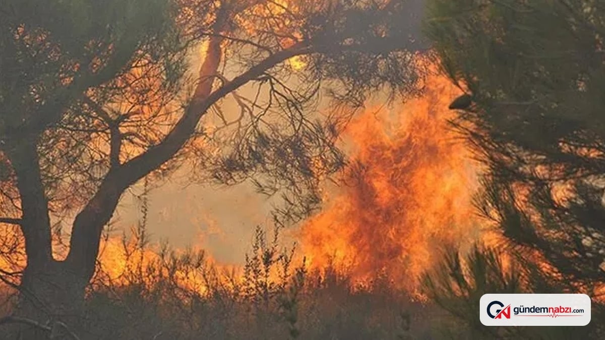 Muğla ve Antalya'da orman yangını çıktı