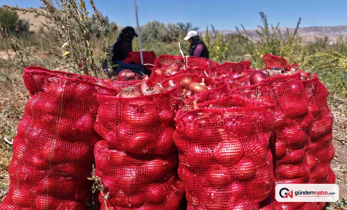 Kırıkkale'de Kılıçlar soğanının hasadı başladı