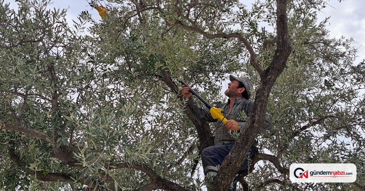 Muğla'da zeytin ve narenciye ağaçta kalabilir