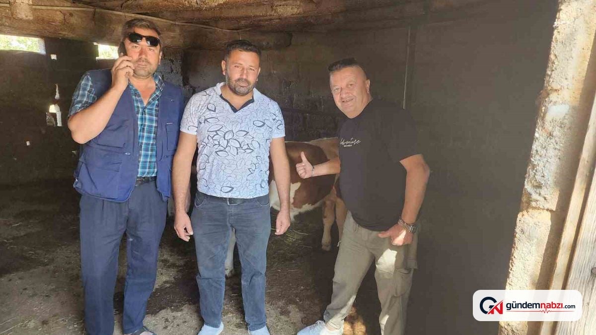 Denizli Çivril'de kaybolan iki buzağı mahalle halkını seferber etti