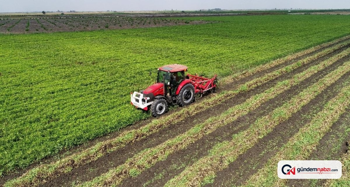 Adana'da yer fıstığı hasadı başladı, dönümden 500-600 kilogram verim