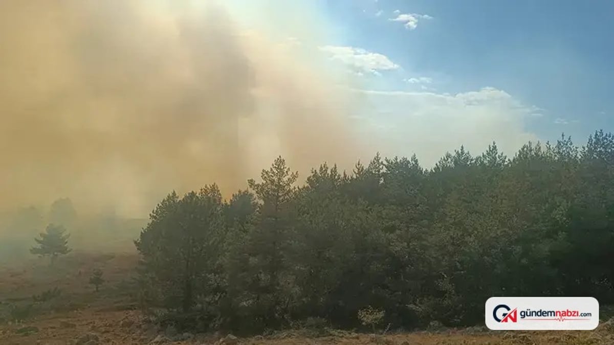 Bolu'da anız yangını ormana sıçradı