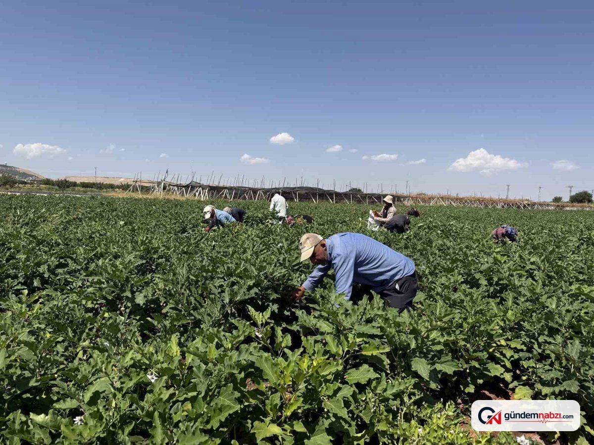 Gaziantep'te dolmalık patlıcan hasadı başladı
