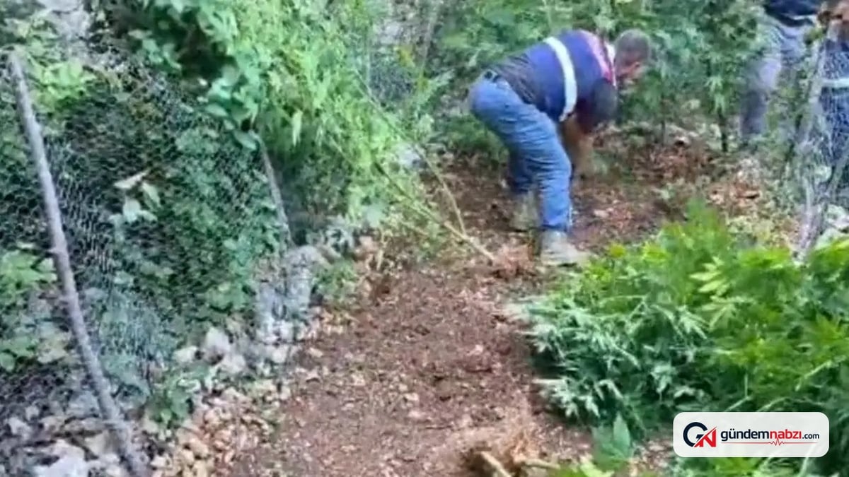 Hatay'da 371 kök kenevir ele geçirildi, 3 kişi gözaltına alındı