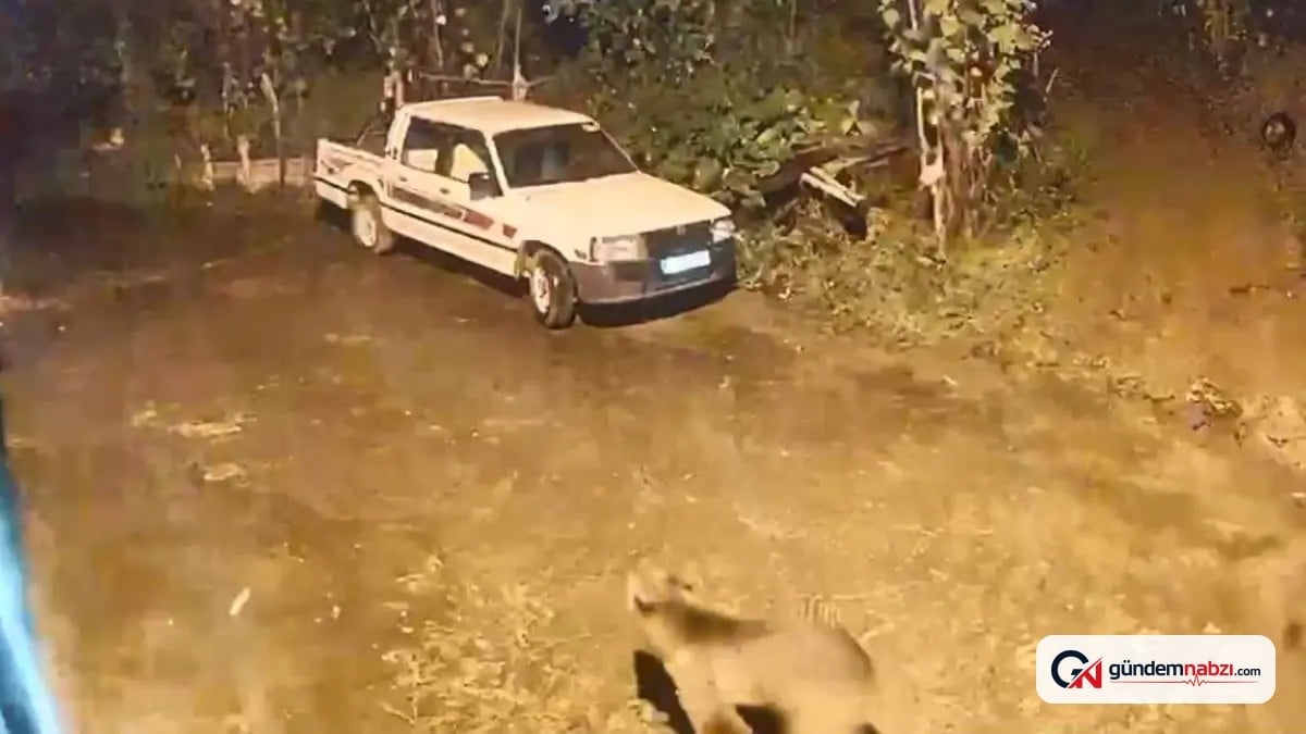 Artvin’de ayı evin kapısına kadar geldi
