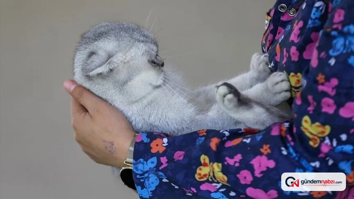 Van'da sahipsiz kediler için kedi evi kuruldu