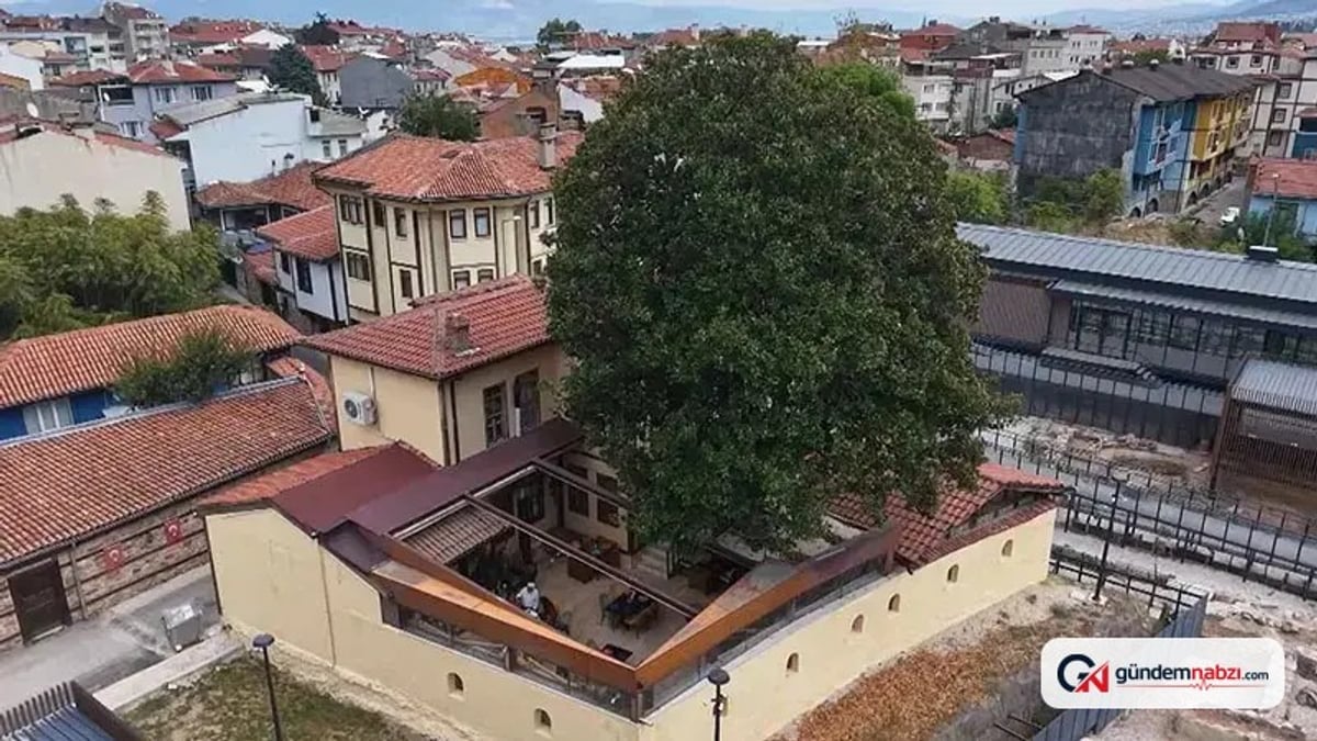 300 yıllık manolya ağacı Zeki Müren’in hatıralarını yaşatıyor