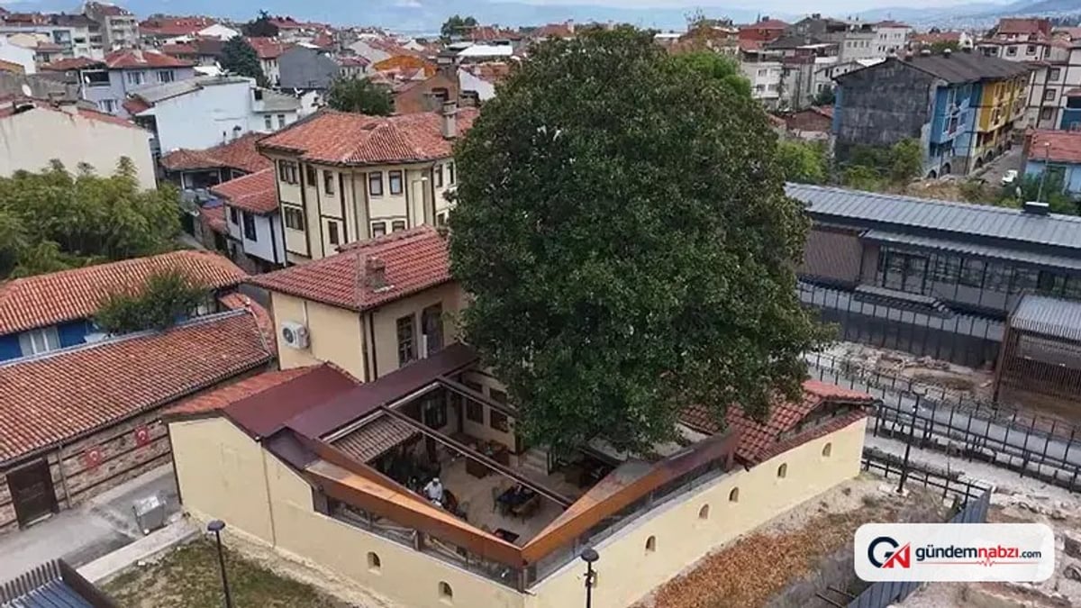 300 yıllık manolya ağacı Zeki Müren’in hatıralarını yaşatıyor