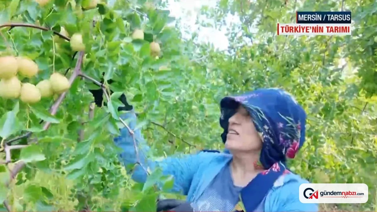 Denizli Konya ve Mersin'de hasat başladı