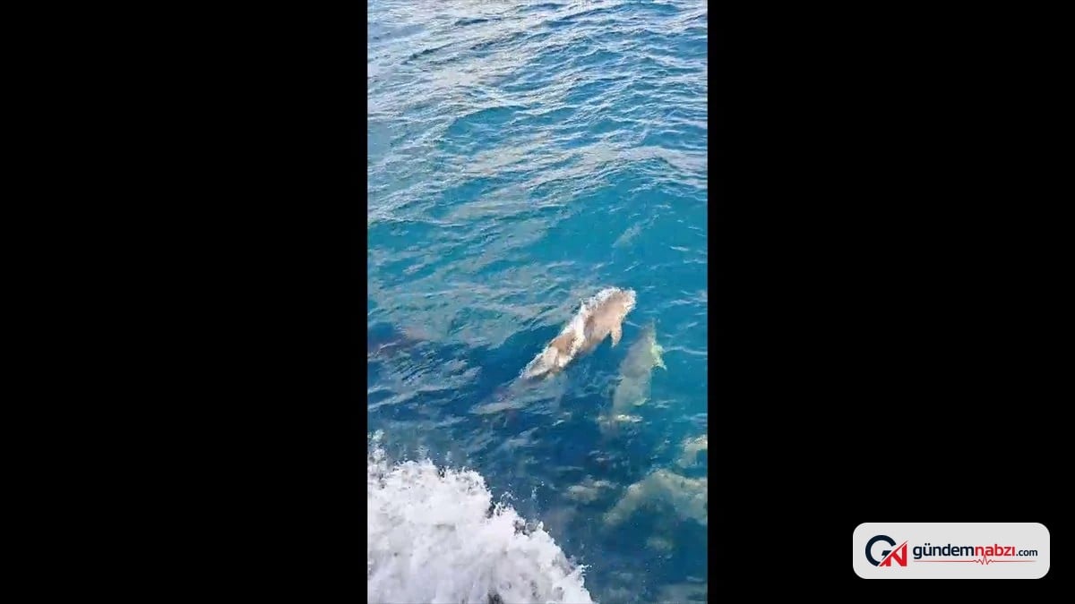 Kırklareli'nde 7 yunus teknenin etrafında görüntülendi