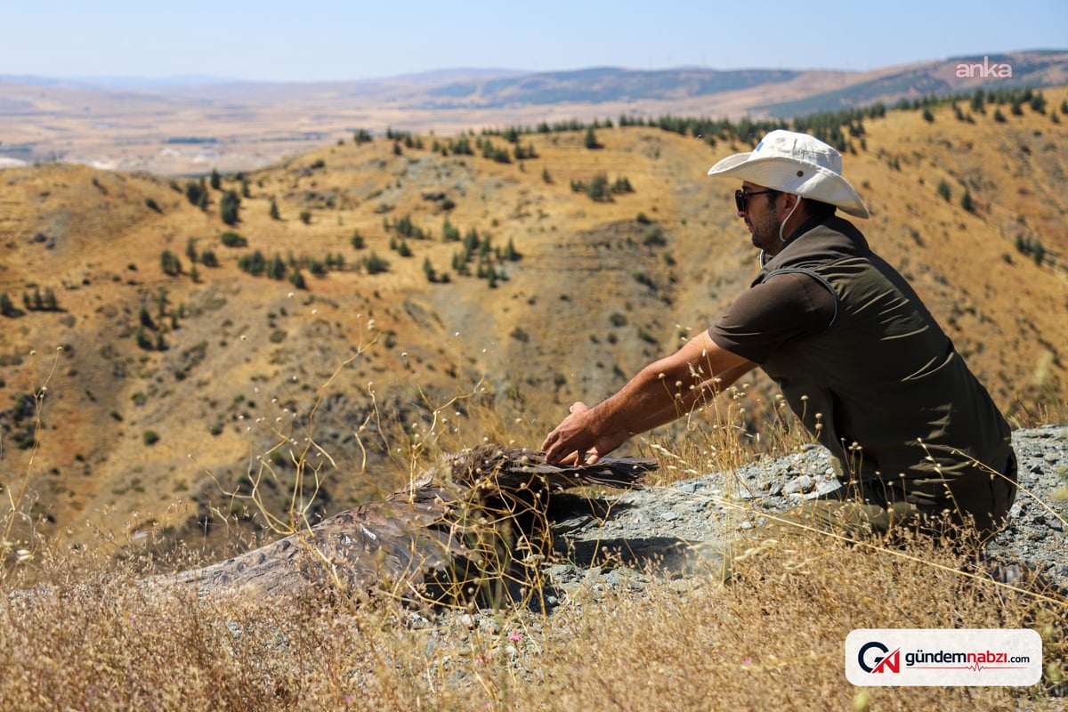Eskişehir'de doğaya salınan kara akbabanın yaşam alanları uyduyla izleniyor