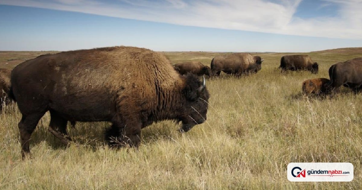 Kansas'ta 30 bizon 33 yılda bitki çeşitliliğini yüzde 103 artırdı
