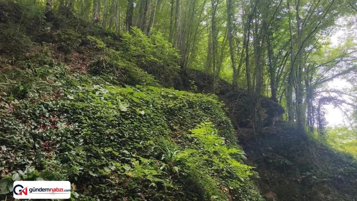 Ordu'da fındık toplarken uçuruma yuvarlanan kişi hayatını kaybetti