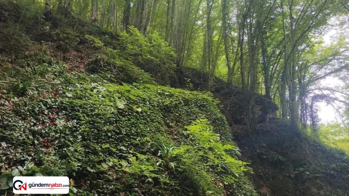 Ordu'da fındık toplarken uçuruma yuvarlanan kişi hayatını kaybetti