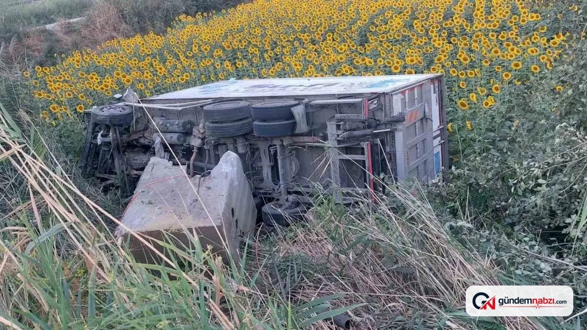 Aydın'da kamyonet ayçiçeği tarlasına uçtu