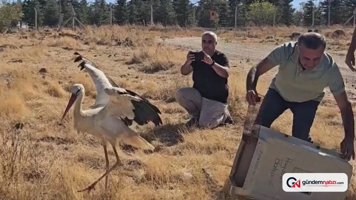 Eskişehir'de ölen eşinin başında 5 gün bekleyen leylek doğaya salındı