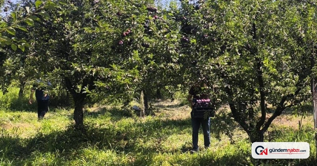 Iğdır'da siyah elmas hasadı başladı: Rekolte yarı yarıya düştü
