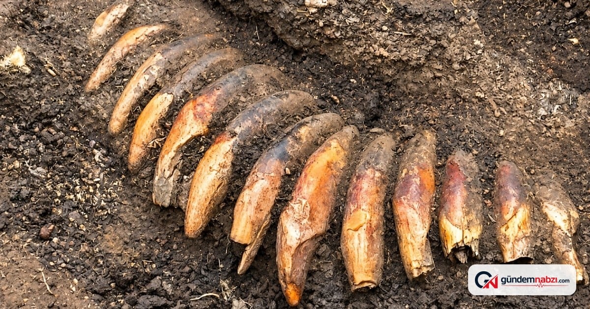 5 bin yıllık mezarda 42 diş delinierek kolye yapıldı