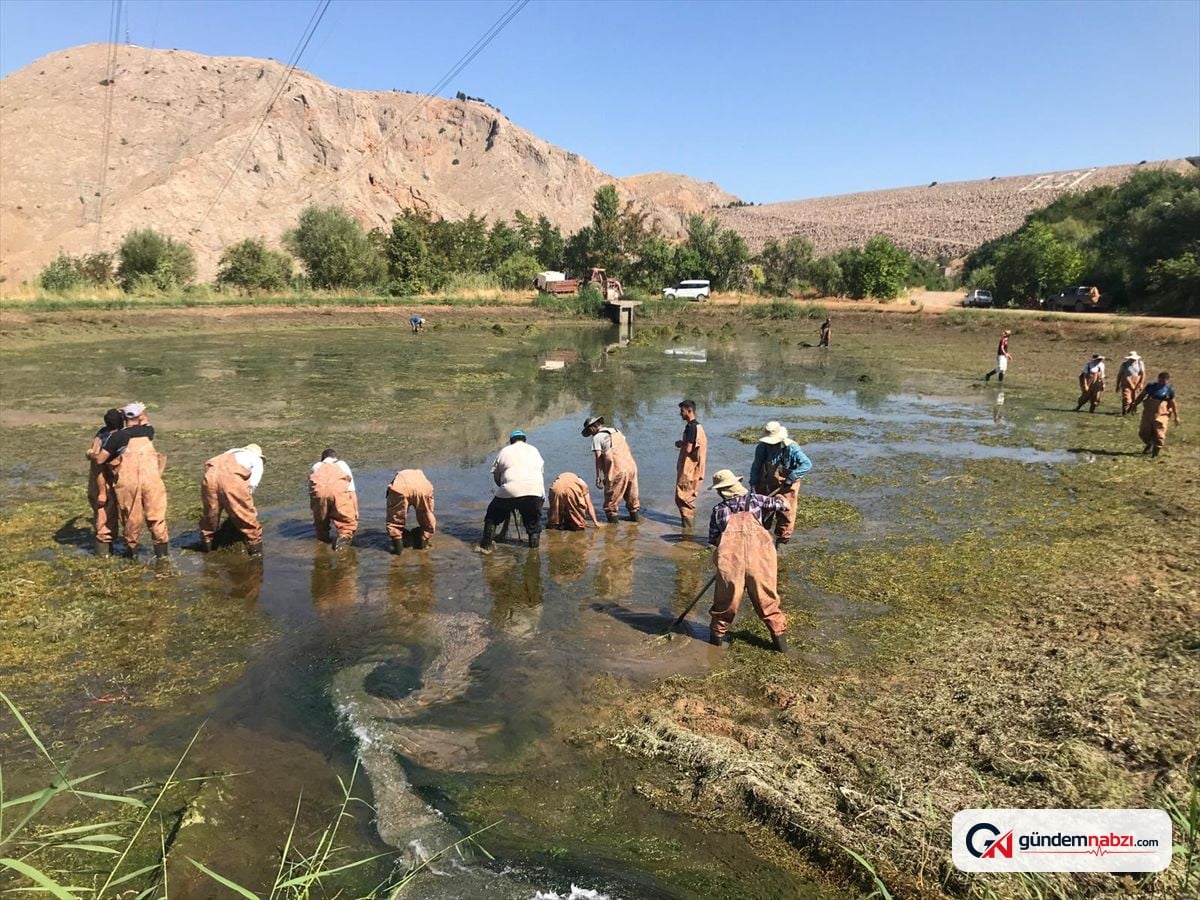 Elazığ'da üretilen 1 milyon 200 bin sazan yavrusu Erzincan'a gönderildi