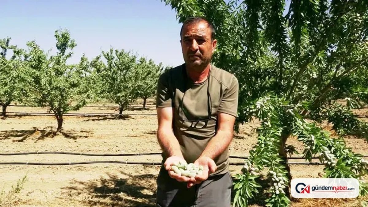 Hobi olarak başladığı badem yetiştiriciliğinde 20 bin ağaca ulaştı