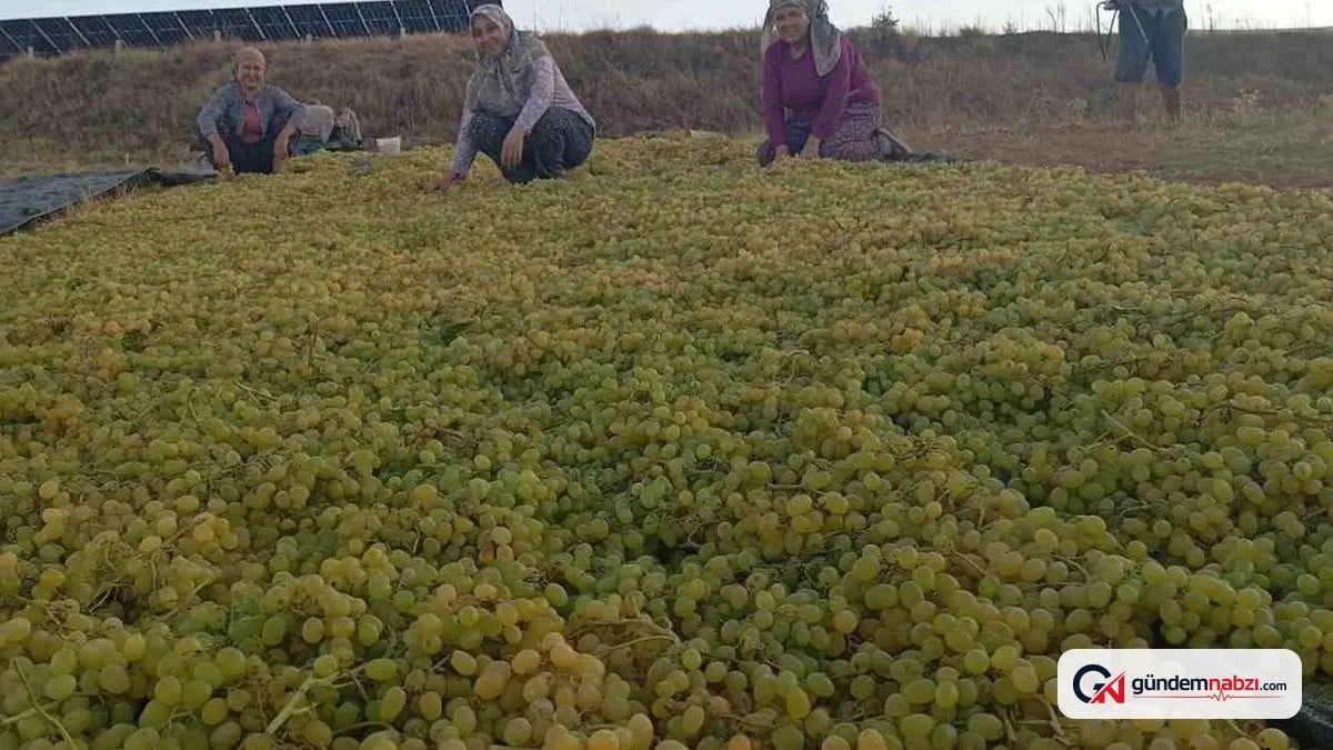 Fiyat dengesizliği çiftçiyi kuru üzüme yöneltti