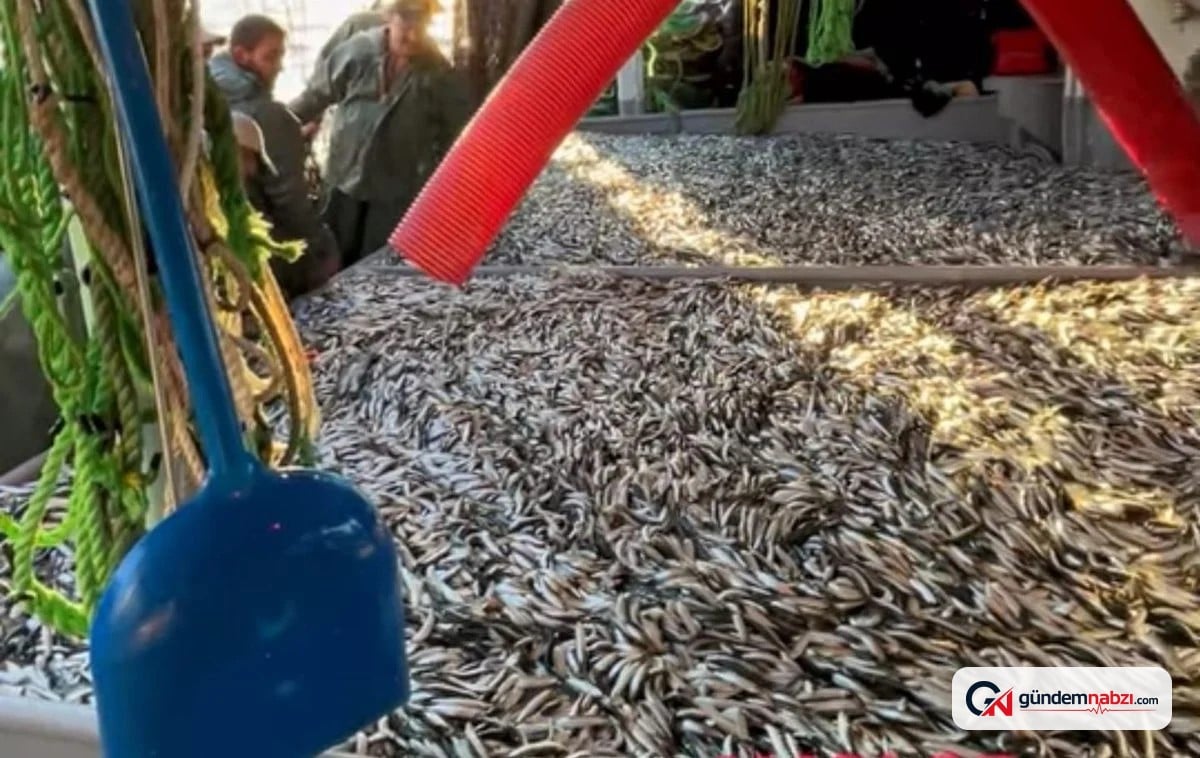 Çanakkale Gelibolu'da balıkçılar tek seferde 1500 kasa sardalya avladı