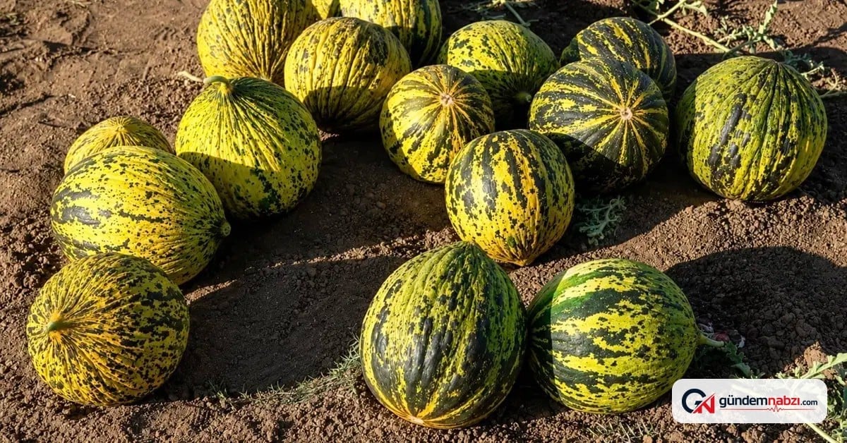 Ağrı'da kavun ve karpuz hasadı başladı